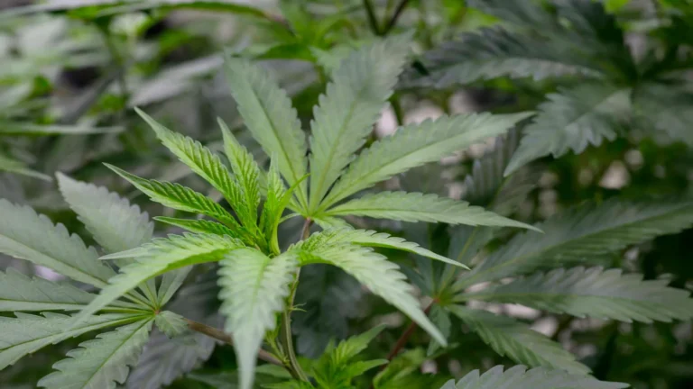 Universidade do Arizona identifica terpenos que aliviam dor