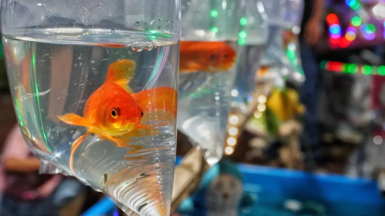 Estudo revela impacto dos peixes dourados em ecossistemas aquáticos