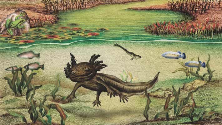 Paleontólogos identificam nova espécie de axolote no México