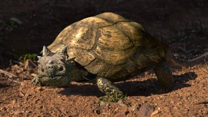 Paleontólogos identificam nova tartaruga na Patagônia