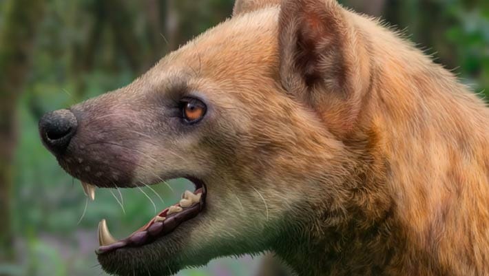 Paleontólogos identificam nova espécie de urso-cão na Espanha