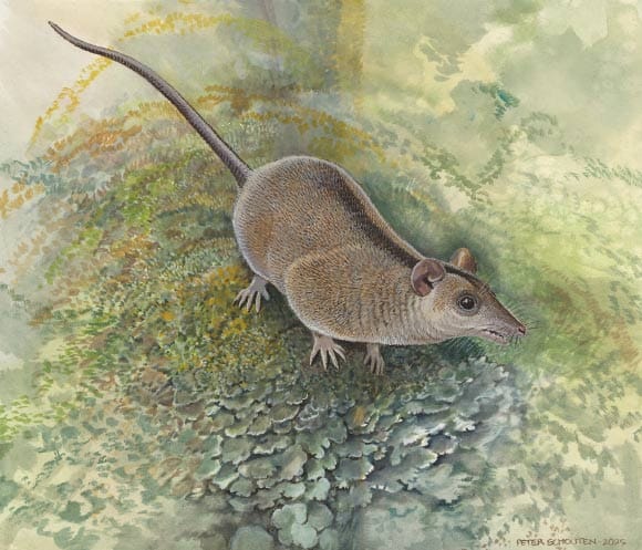 Paleontólogos descrevem nova linhagem de marsupiais na Austrália