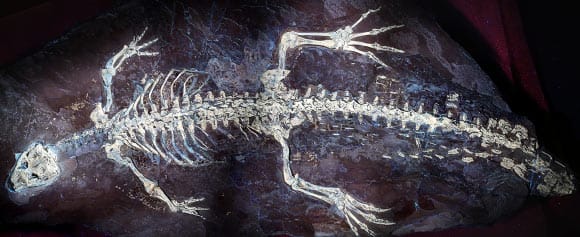 Montsecosuchus depereti revela detalhes de sua pele fossilizada