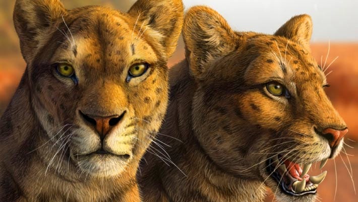 Paleontólogos analisam crânio de felino pré-histórico nos EUA