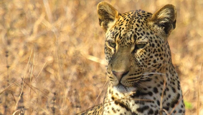 Cientistas identificam nova subespécie de leopardo europeu
