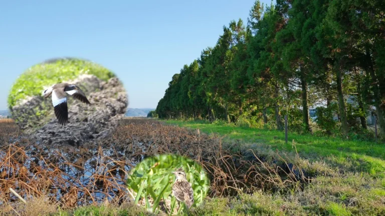 Estudo revela que árvores podem reduzir diversidade de aves