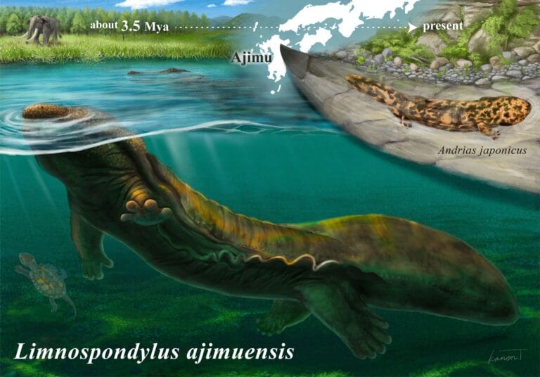 Cientistas identificam nova espécie de salamandra gigante no Japão