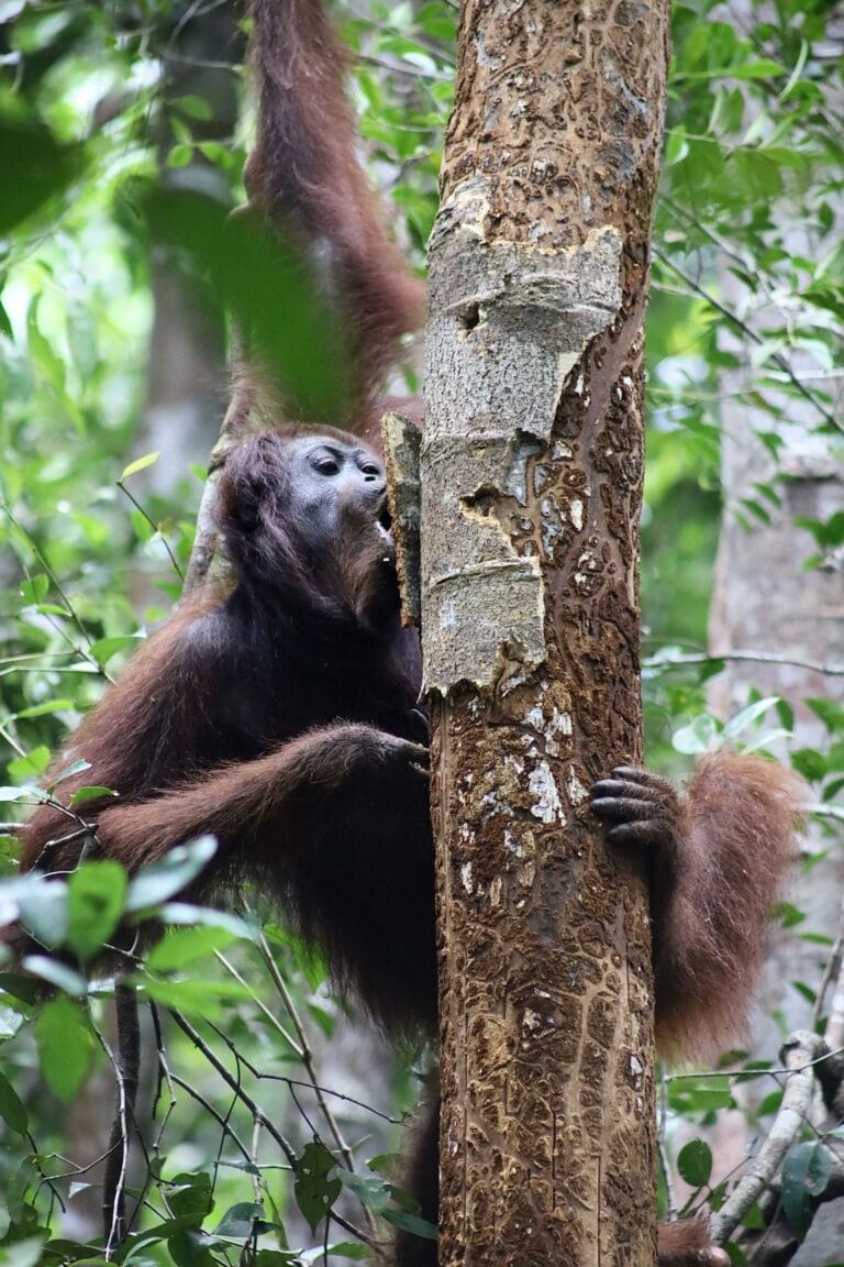 Orangotangos usam plantas medicinais em Borneo, aponta estudo