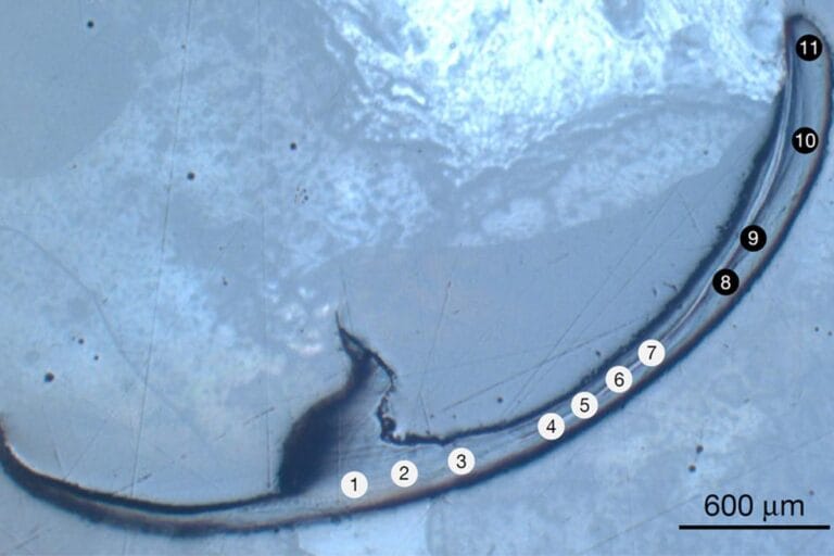 Cientistas identificam nova classe de materiais em mandíbula de verme marinho