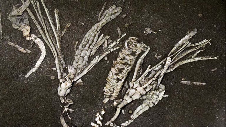 Fóssil de crinoide revela tecidos moles de 450 milhões de anos