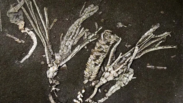 Fóssil de crinoide revela tecidos moles de 450 milhões de anos