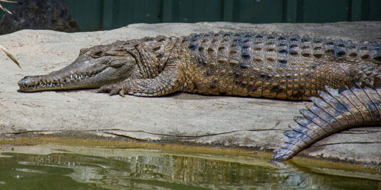 Pesquisadores revelam extinção de crocodilos na Australásia