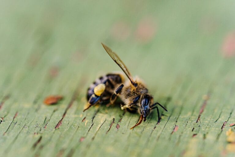 Mudanças climáticas e pesticidas afetam abelhas neste verão