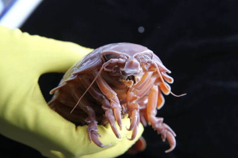 Isópodes de profundidade sobrevivem cinco anos sem comida