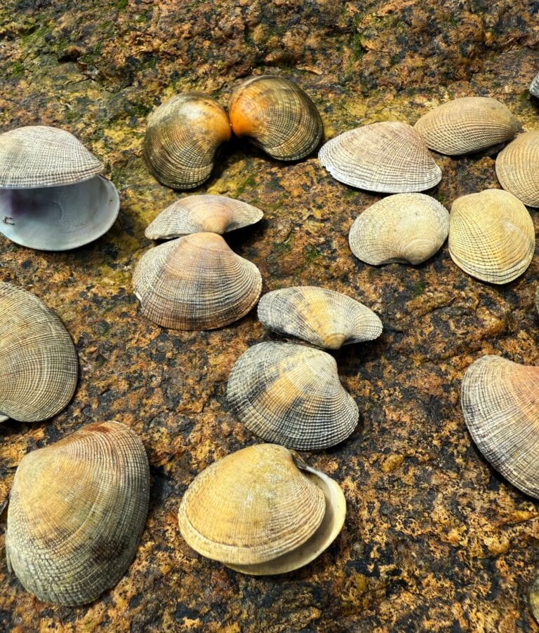 Populações de mariscos Manila são descobertas na costa dos EUA