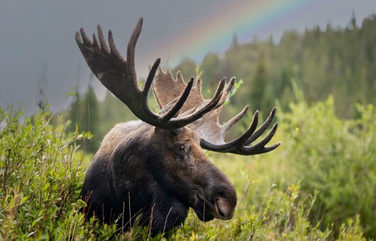 Estudo revela que alces têm história antiga no Colorado