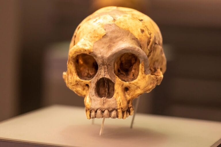 Estudo revela causas do desaparecimento de Homo floresiensis