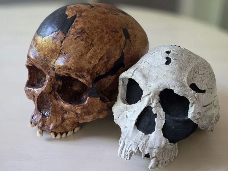 Estudo questiona narrativa clássica da evolução humana