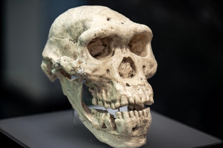 Estudo revela legado genético de Homo erectus em humanos atuais