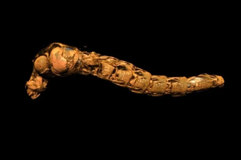 A micro-CT scan of the larva showing the air sacs in situ. Credit: Philip Matthews.