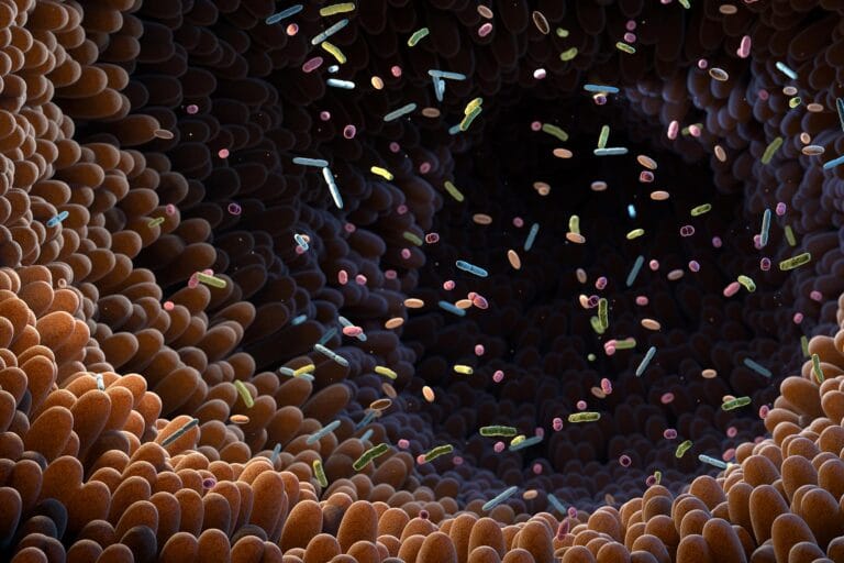 Estudo revela impacto de adoçantes na microbiota intestinal
