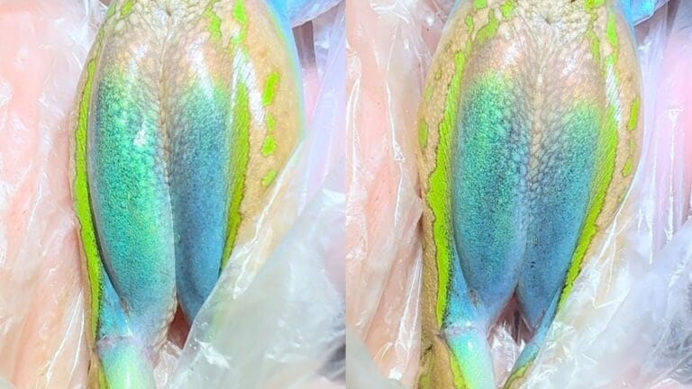 Sapo australiano apresenta efeito óptico iridescente inédito