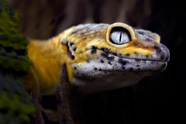 Gecko com alto risco de câncer pode ajudar em pesquisas