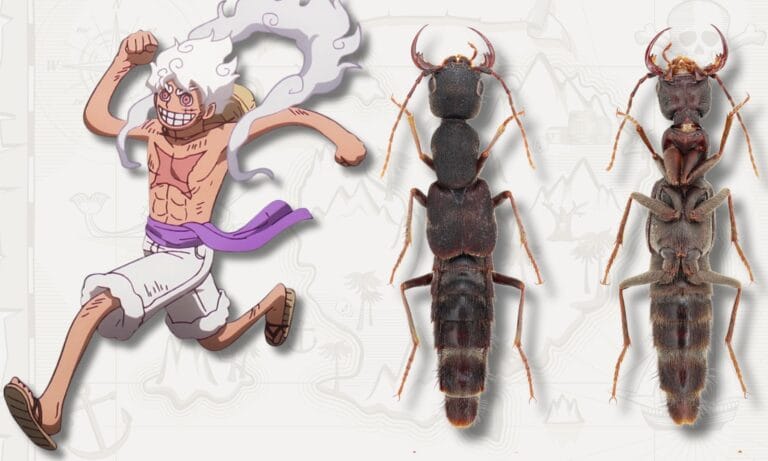 Cientistas nomeiam novo gênero de besouros inspirado em anime