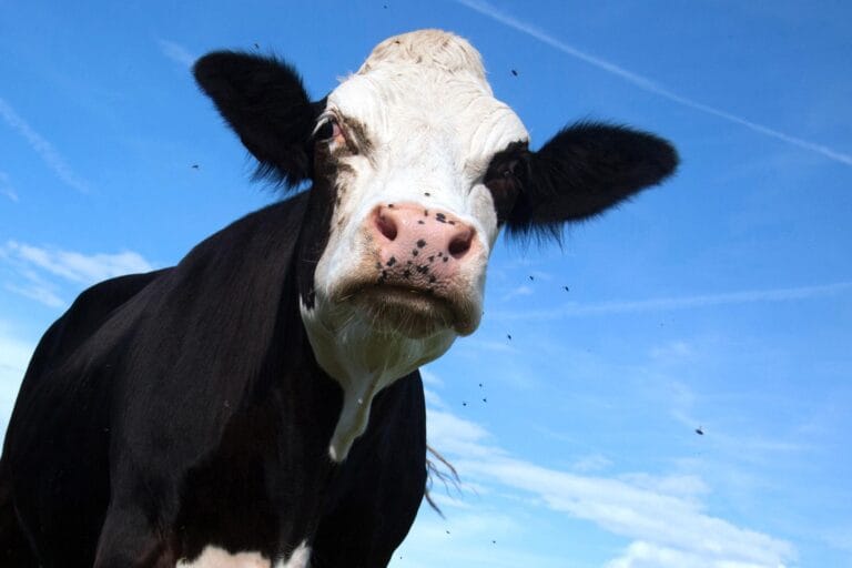 Estudo revela novo papel da inflamação na doença da vaca louca