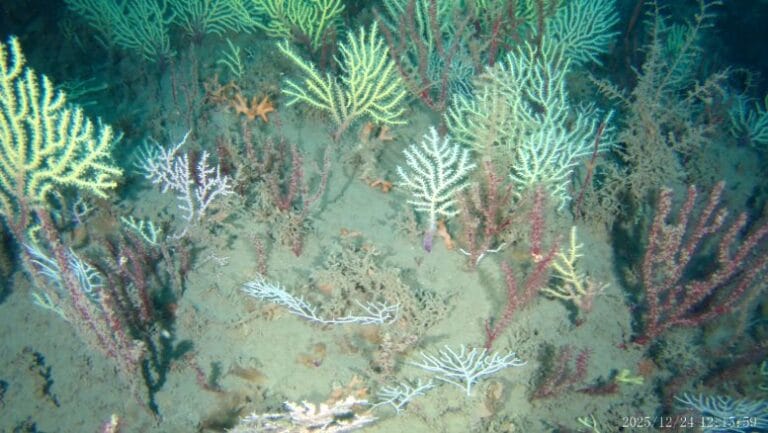 Pesquisadores redescobrem recifes de coral vivos na África