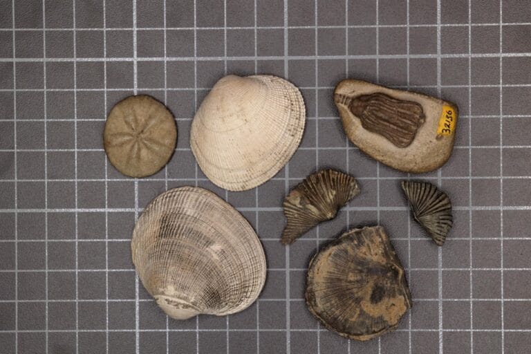 Estudo revela causas da extinção em massa de 252 milhões de anos