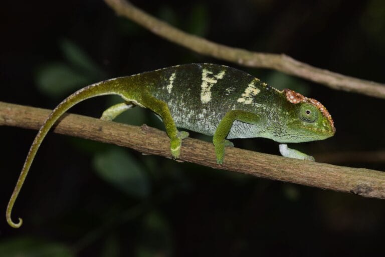 Cientistas identificam quatro camaleões exclusivos de Moçambique