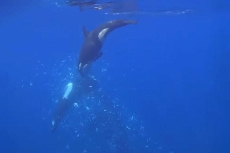 Orcas usam nova técnica para fragmentar peixes-lua no Golfo da Califórnia