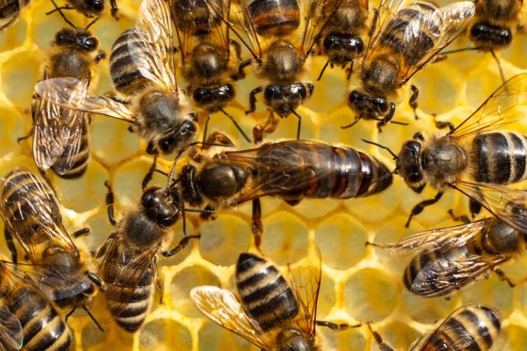 Estudo revela que criação de rainhas abelhas é complexa