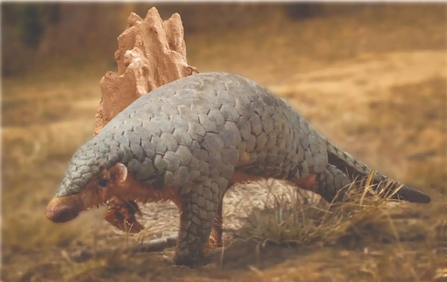 Manis aurita, the newly designated pangolin species. Credit: Tulshi Laxmi Suwal.