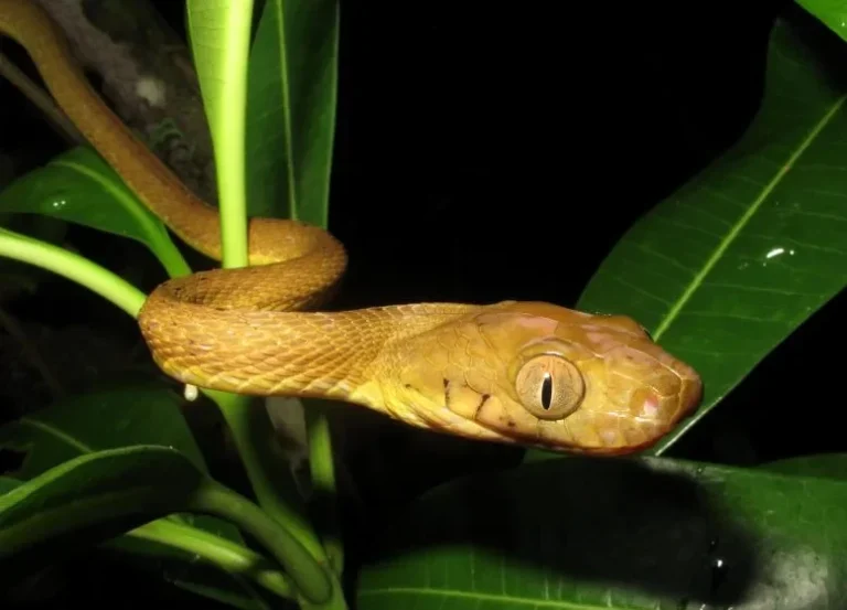 Brown snakes are an invasive species in Guam. Credit: Bjorn Lardner, United States Geological Survey.