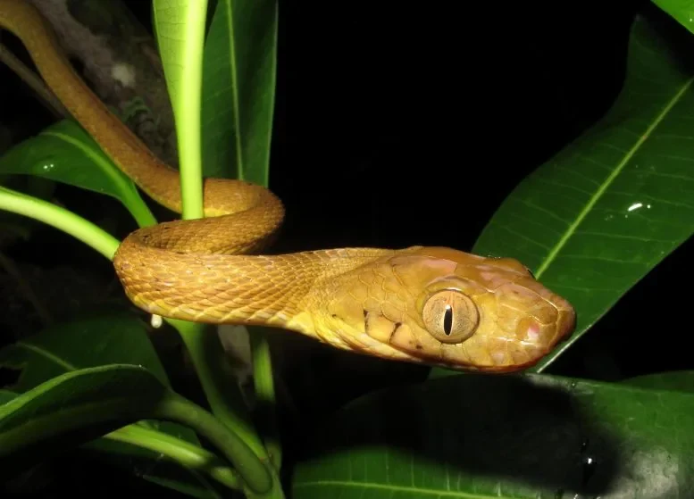 Brown snakes are an invasive species in Guam. Credit: Bjorn Lardner, United States Geological Survey.