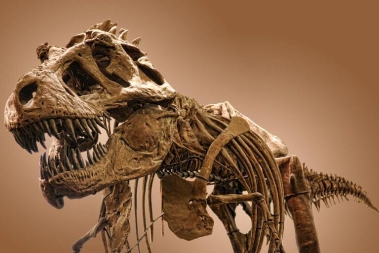 Estudo identifica marcas de T. rex em fósseis de dinossauros