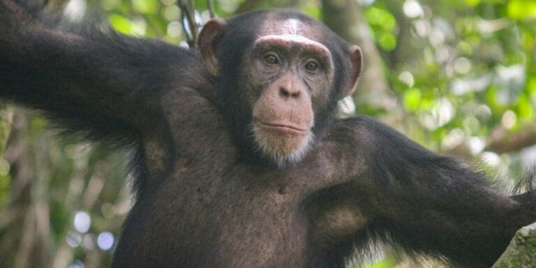 Chimpanzés lançam pedras em árvores na Guiné-Bissau