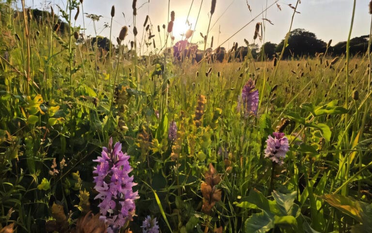 Estudo revela recuperação natural de campo agrícola na Inglaterra