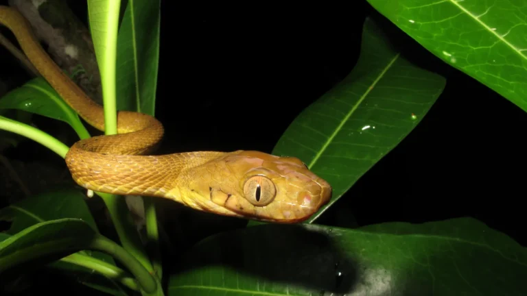 Estudo revela diversidade genética em cobras invasoras de Guam