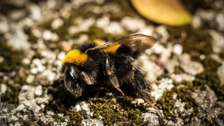 Morte de abelhas-bombom revela crise ambiental crescente
