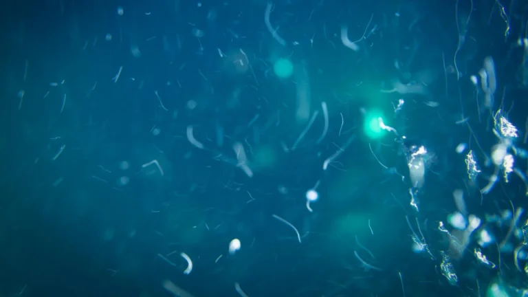 Pressão do fundo do mar libera nutrientes valiosos para micróbios