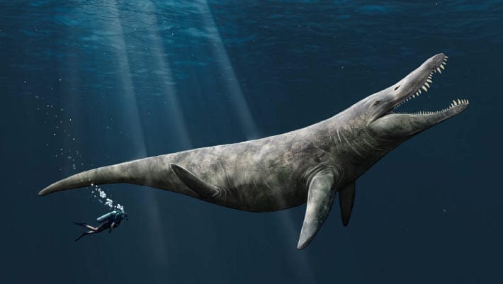 Liopleurodon ferox era menor do que se pensava, diz estudo