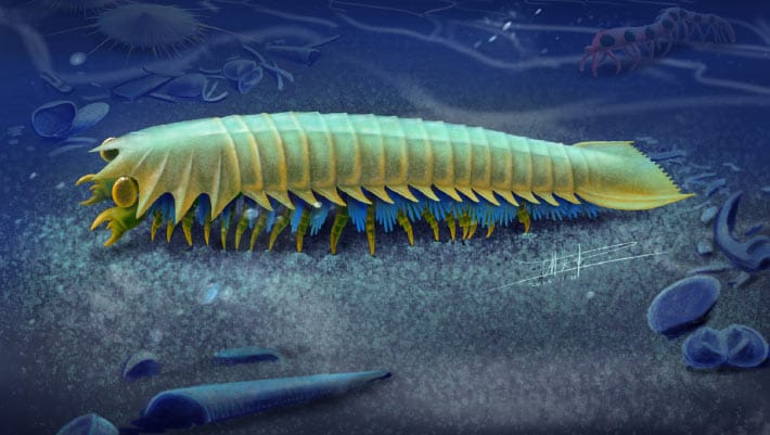 Urokodia aequalis revela origem das quelíceras há 518 milhões de anos