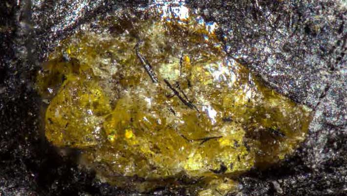 Paleontólogos descobrem âmbar de 385 milhões de anos na China