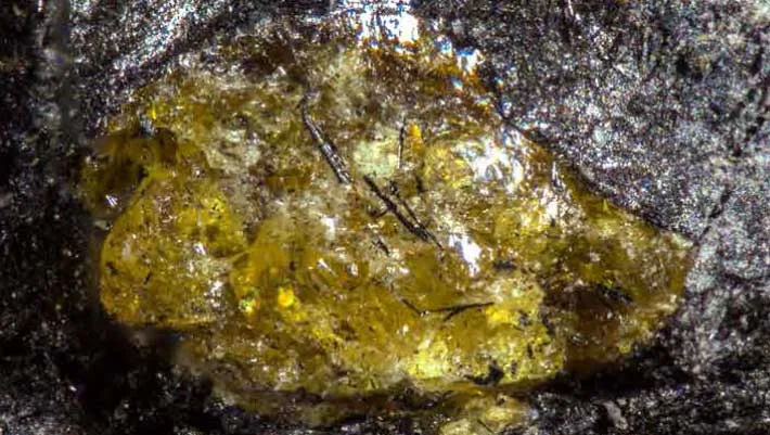 Paleontólogos descobrem âmbar de 385 milhões de anos na China