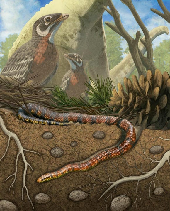 Fóssil de cobra revela hábitos de vida variados no Cretáceo