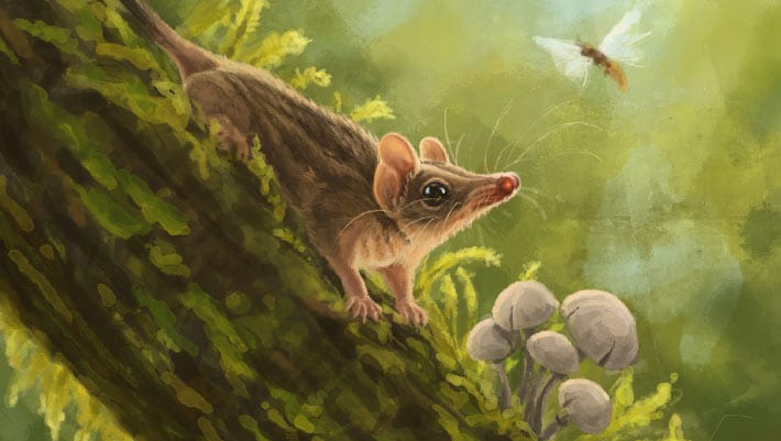 Paleontólogos descrevem novo marsupial do Mioceno na Austrália