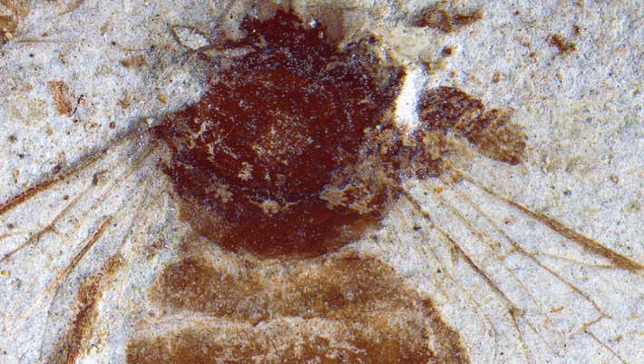 Fóssil de abelha no Japão preenche lacuna de dois milhões de anos